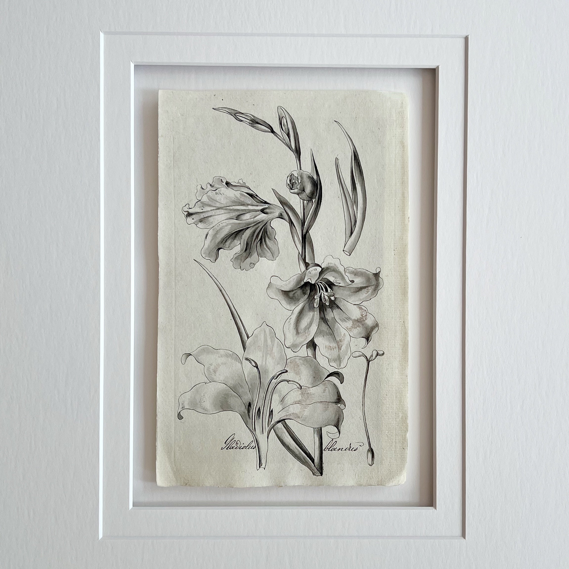 Original Weiss Botanical Painting 186272 (26) Prints Charming Soho