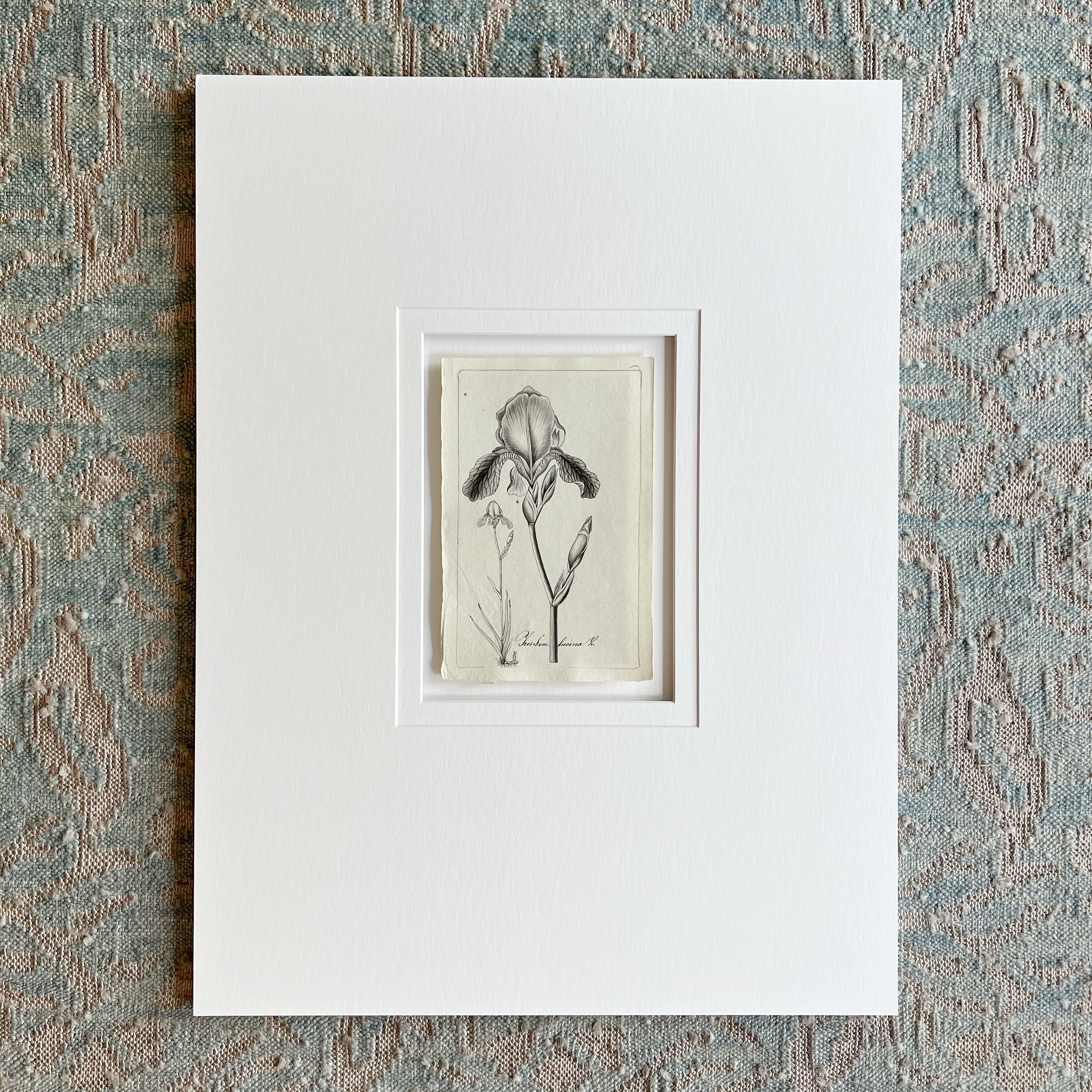 Original Weiss Botanical Painting 186272 (34) Prints Charming Soho