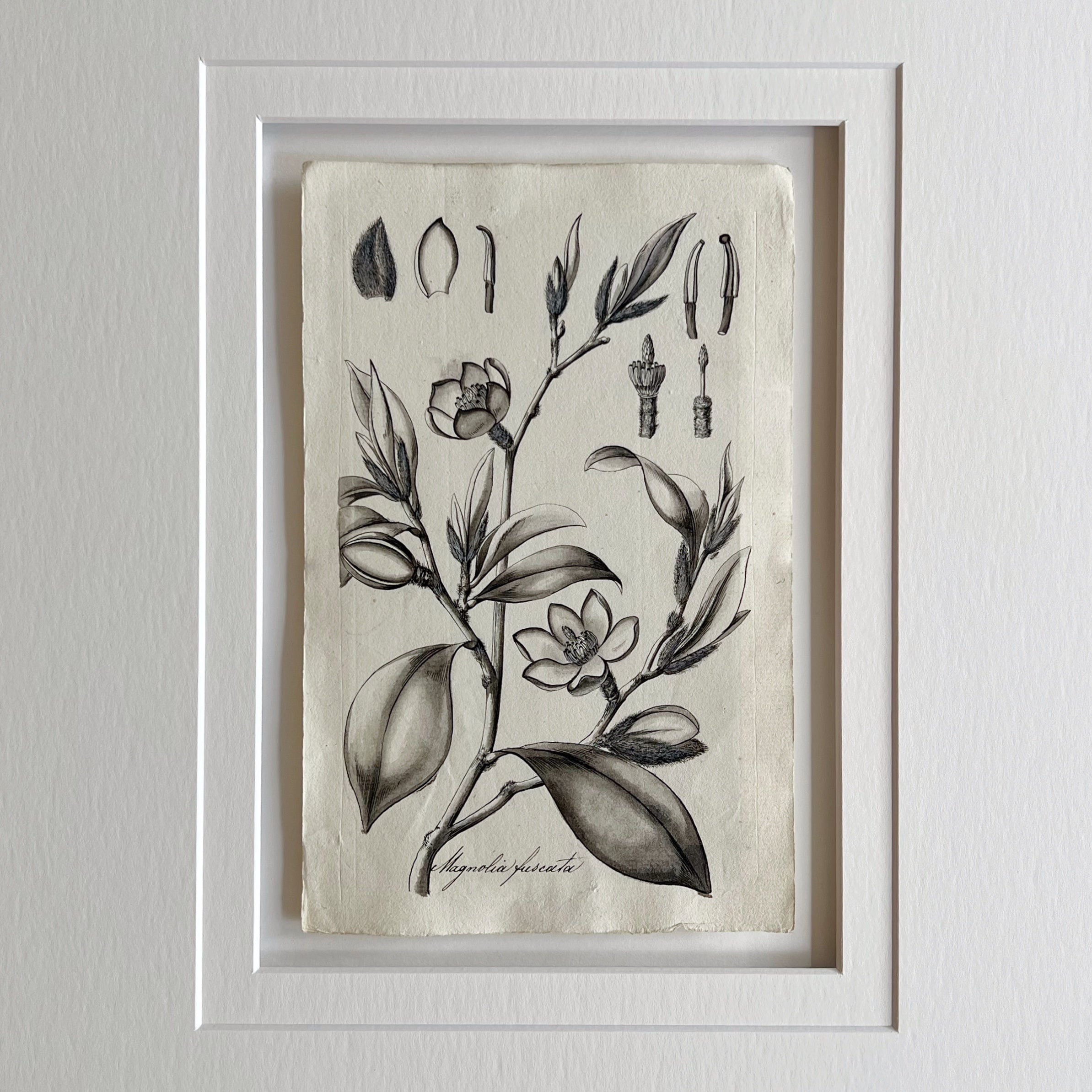 Original Weiss Botanical Painting 186272 (36) Prints Charming Soho