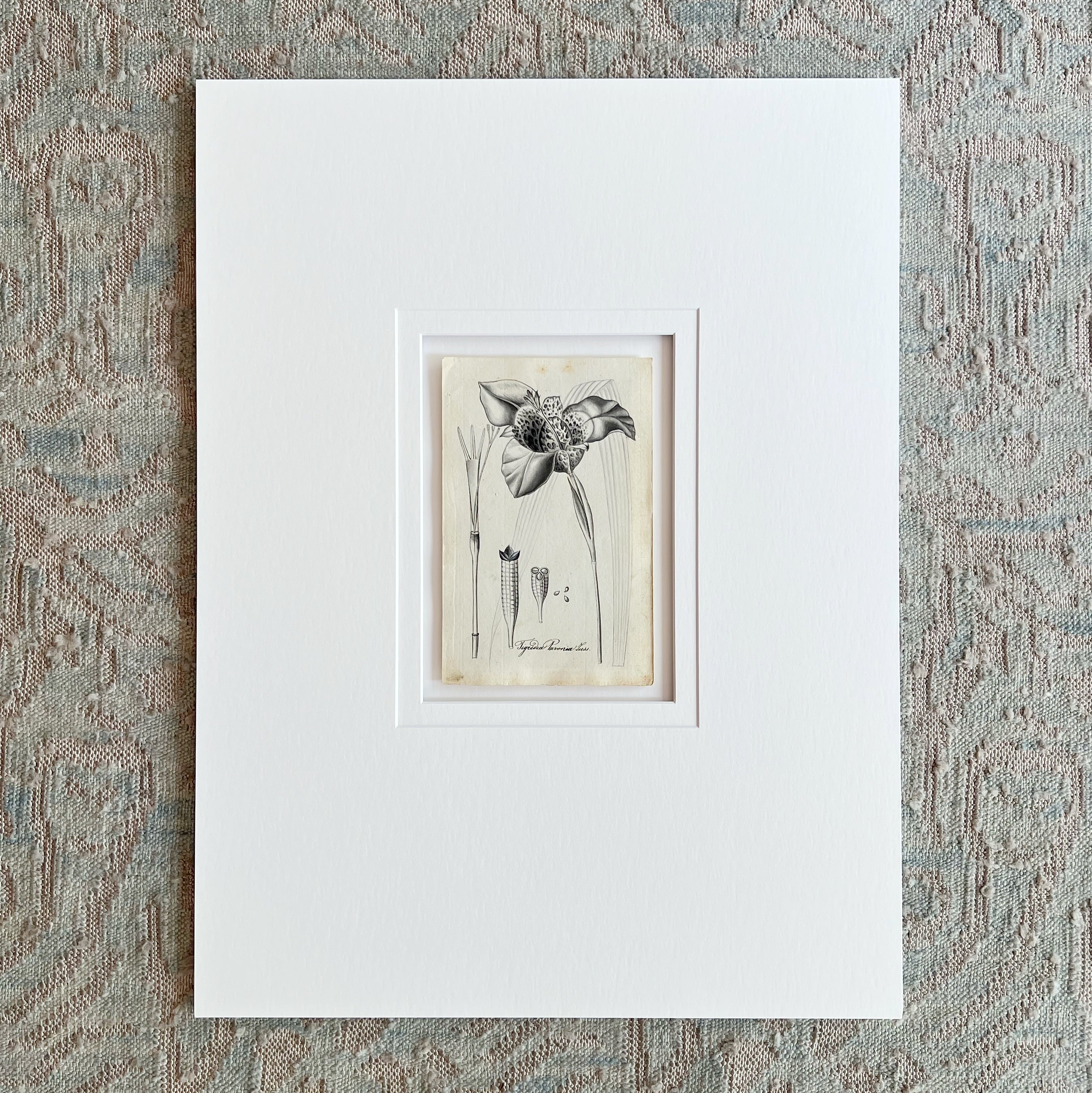 Original Weiss Botanical Painting 186272 (9) Prints Charming Soho