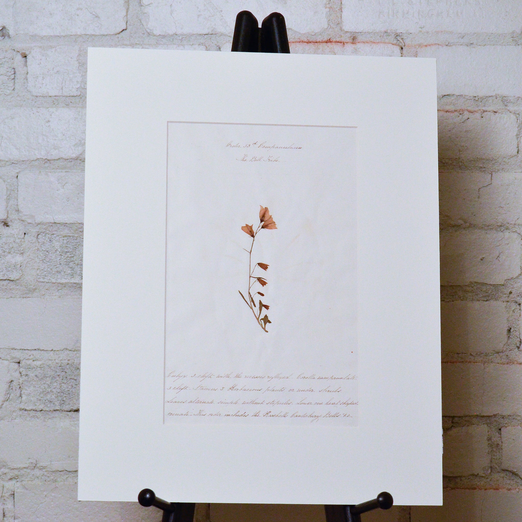 19th Century Pressed Flowers Matted 7 Prints Charming Soho