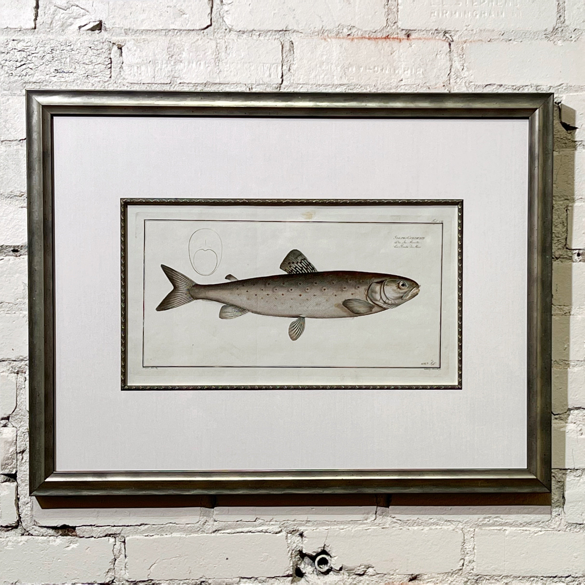 Jack Davison cプリント C. 1780s Fish Engraving Framed 2 – Prints Charming Soho