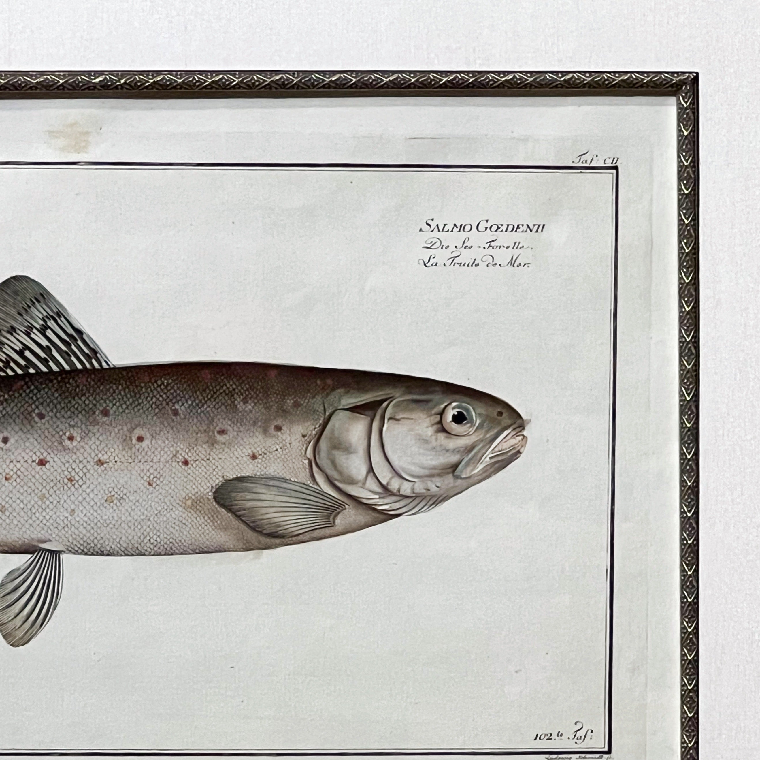 Jack Davison cプリント C. 1780s Fish Engraving Framed 2 – Prints Charming Soho
