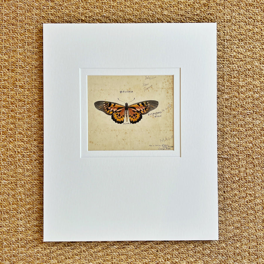 1930s Watercolor Butterflies Matted 11