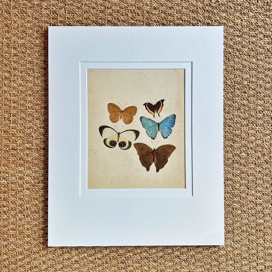 1930s Watercolor Butterflies Matted 18