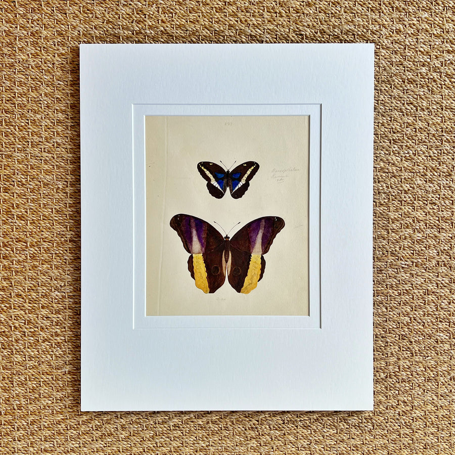 1930s Watercolor Butterflies Matted 20