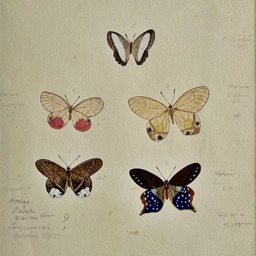 1930s Watercolor Butterflies Matted 21