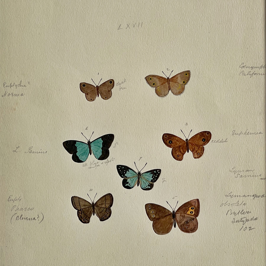 1930s Watercolor Butterflies Matted 22