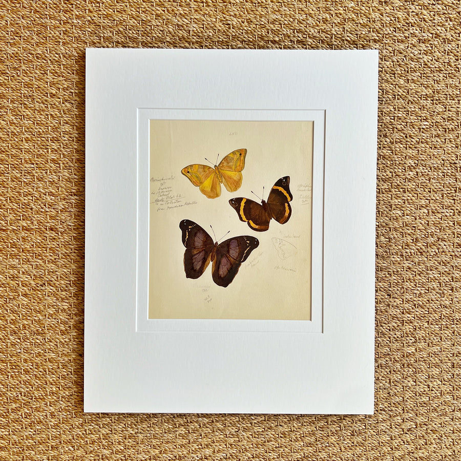 1930s Watercolor Butterflies Matted 25