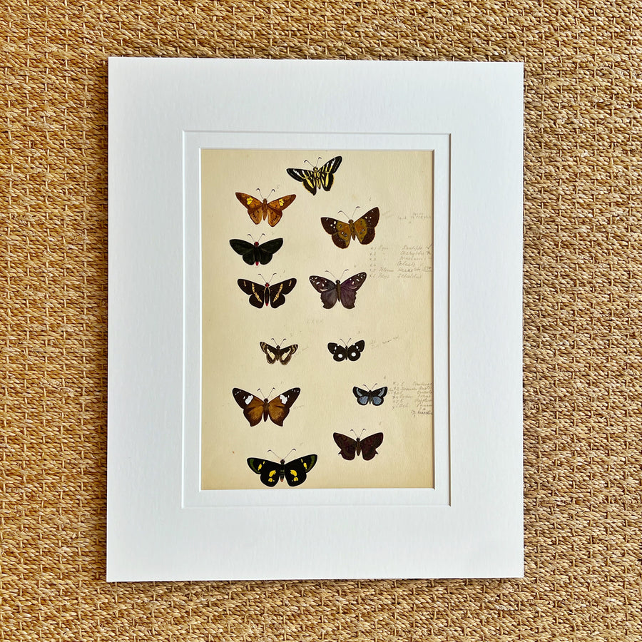 1930s Watercolor Butterflies Matted 27
