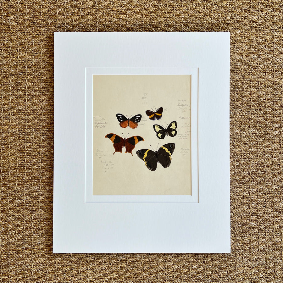 1930s Watercolor Butterflies Matted 3