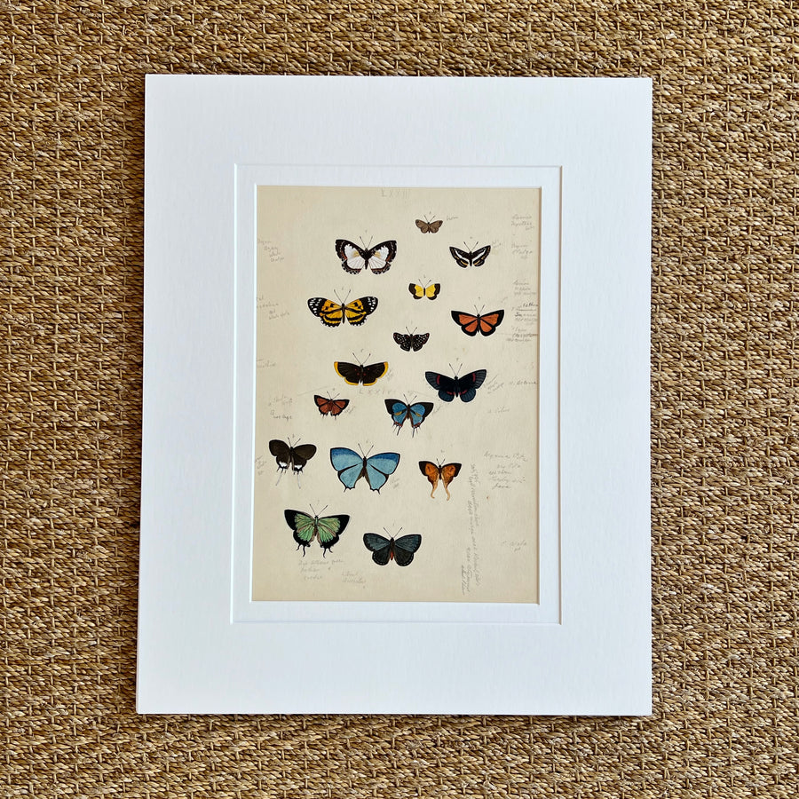 1930s Watercolor Butterflies Matted 5