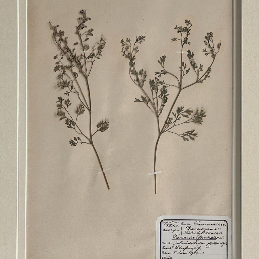 1898-1900 Botanical Specimens Framed 25