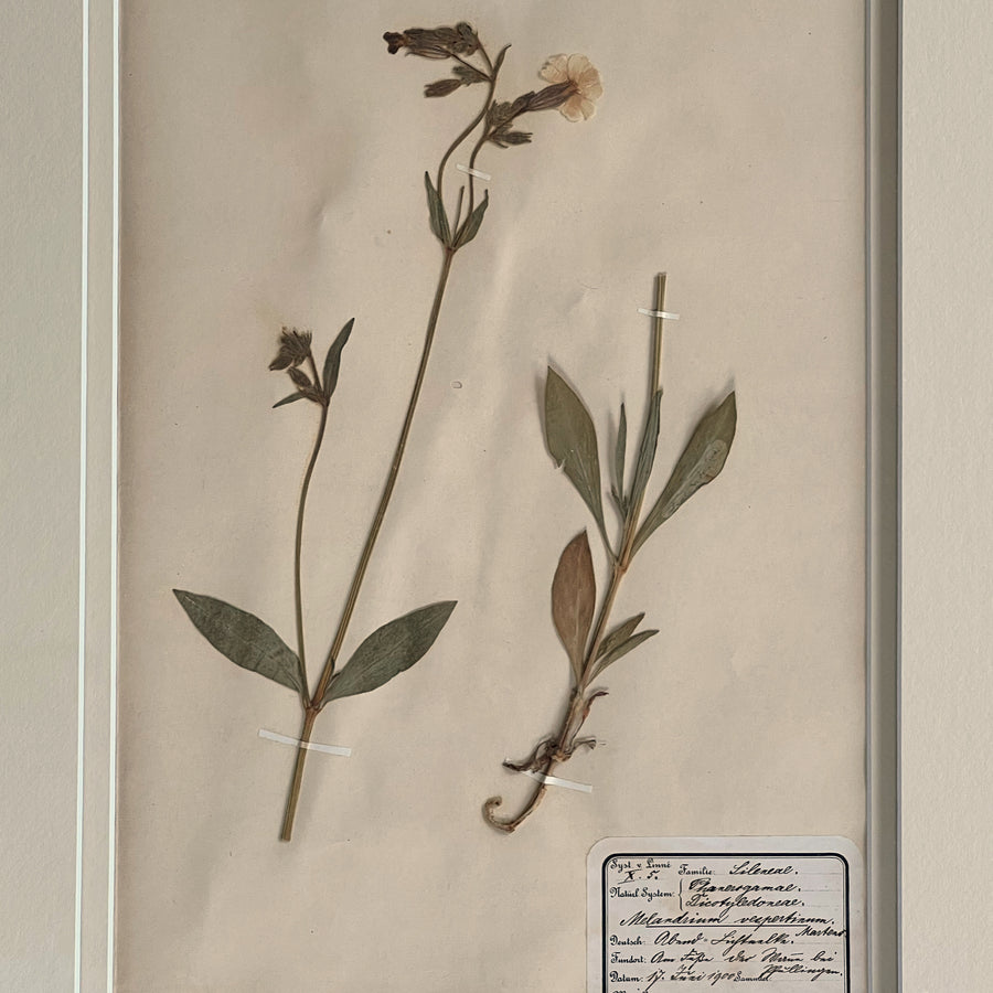 1898-1900 Botanical Specimens Framed 26