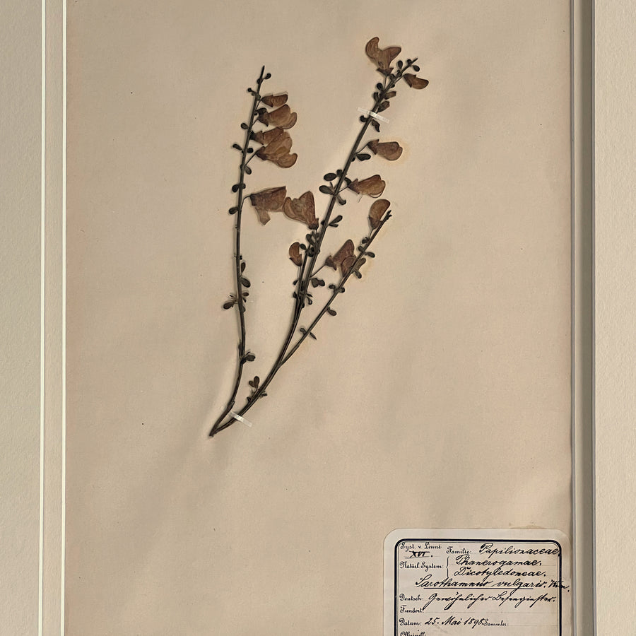 1898-1900 Botanical Specimens Framed 28
