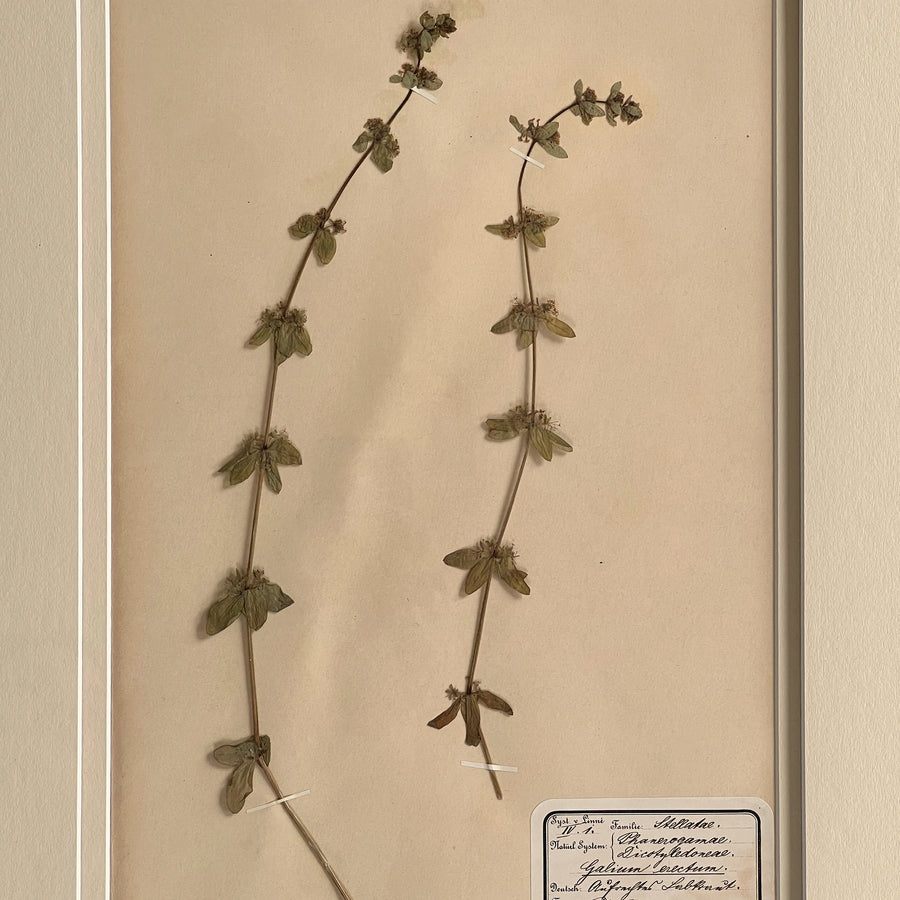 1898-1900 Botanical Specimens Framed 3