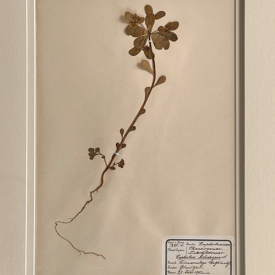 1898-1900 Botanical Specimens Framed 4