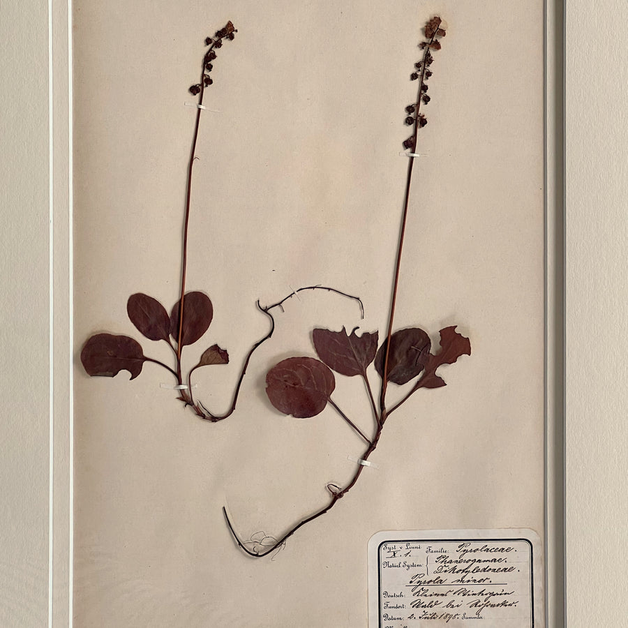 1898-1900 Botanical Specimens Framed 5