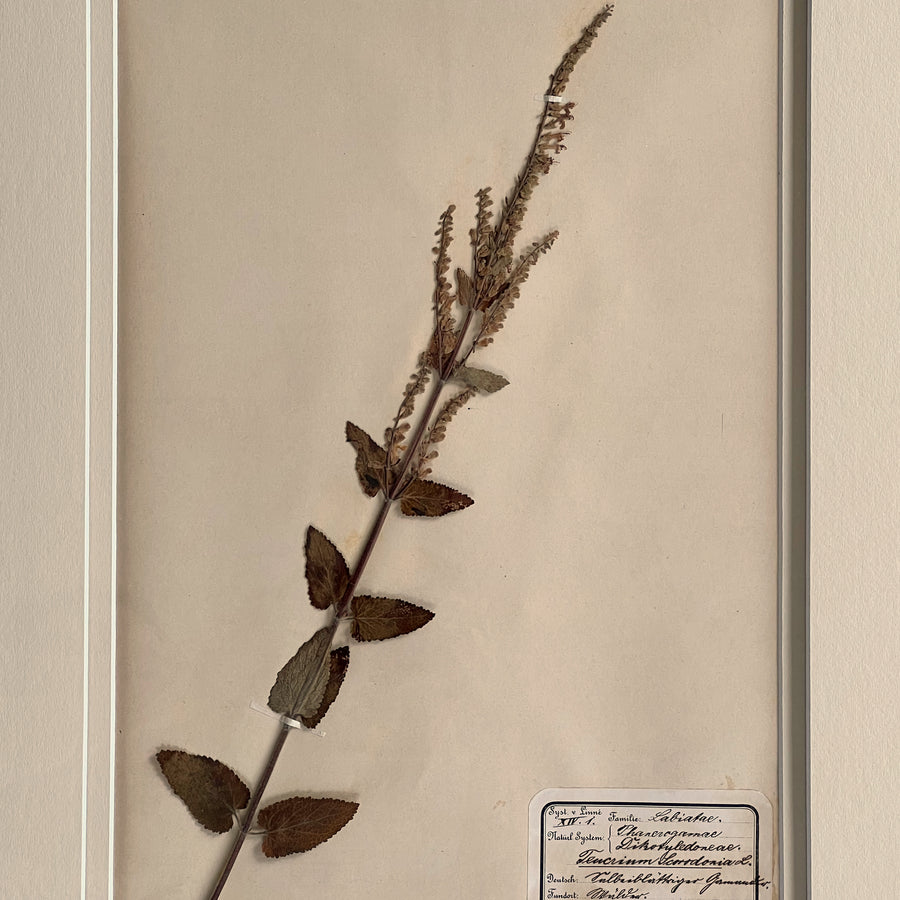 1898-1900 Botanical Specimens Framed 6