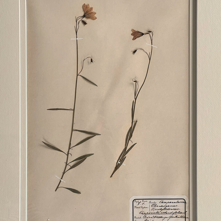 1898-1900 Botanical Specimens Framed 7