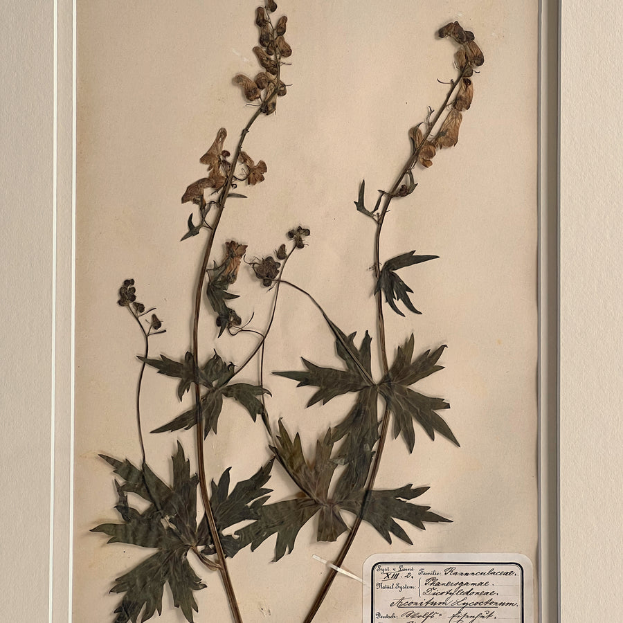 1898-1900 Botanical Specimens Framed 8