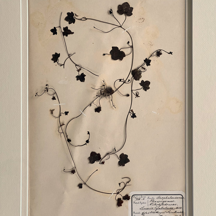 1898-1900 Botanical Specimens Framed 9