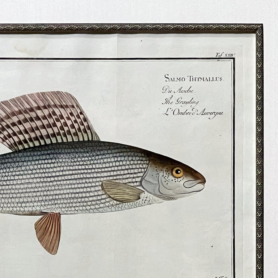 C. 1780s Fish Engraving Framed 1