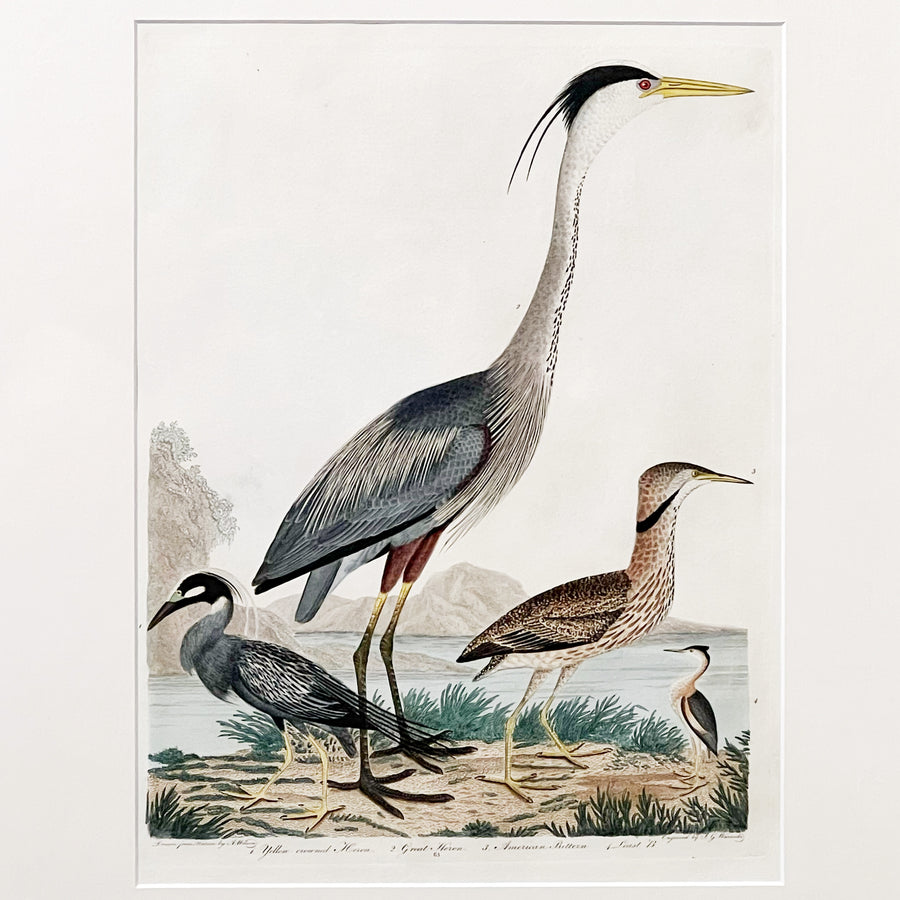 Alexander Wilson Birds of the United States 1808-1814 Framed 1