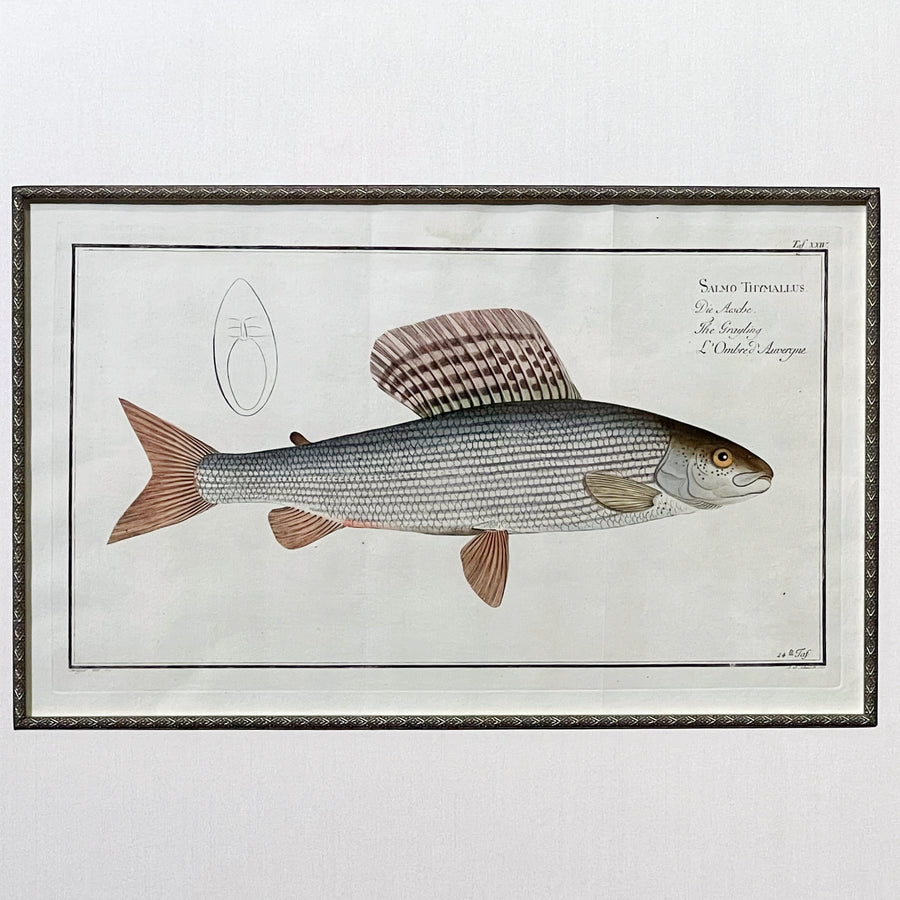 C. 1780s Fish Engraving Framed 1