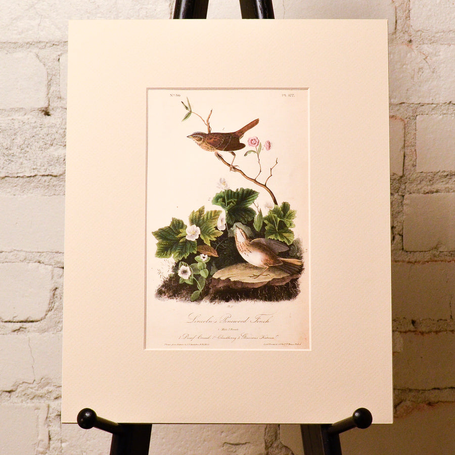 Audubon Birds of America (First Edition Octavo) Songbirds
