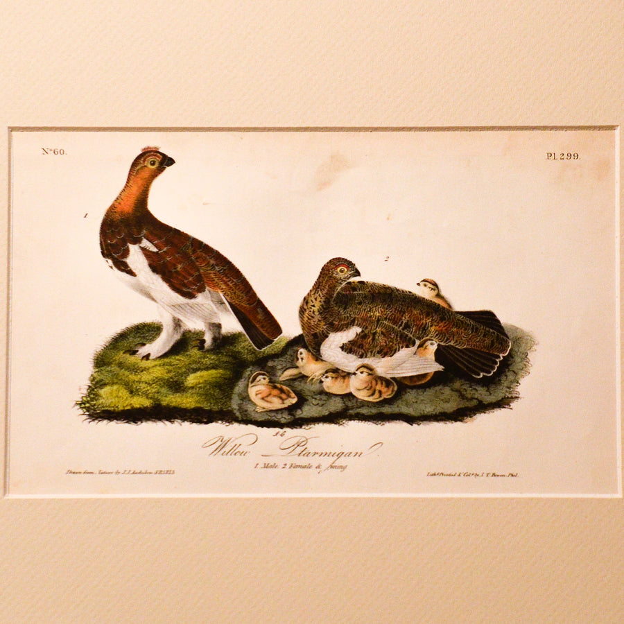 Audubon Birds of America (First Edition Octavo) Game Birds