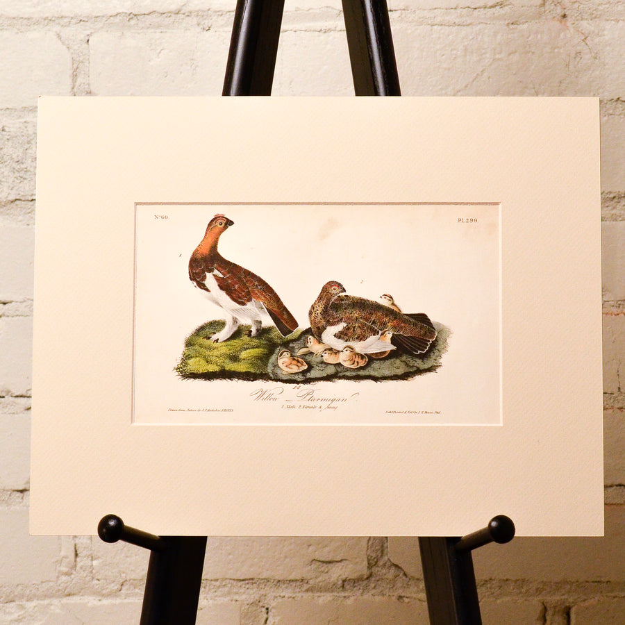 Audubon Birds of America (First Edition Octavo) Game Birds