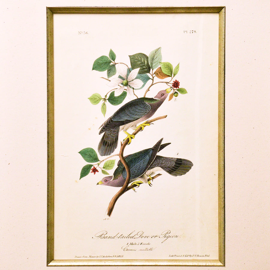 Audubon Birds of America 279 Band-tailed Dove or Pigeon