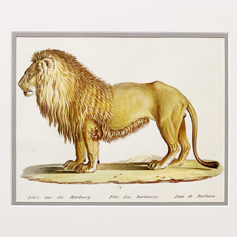 C. 1800s Animal Illustrations Framed 11
