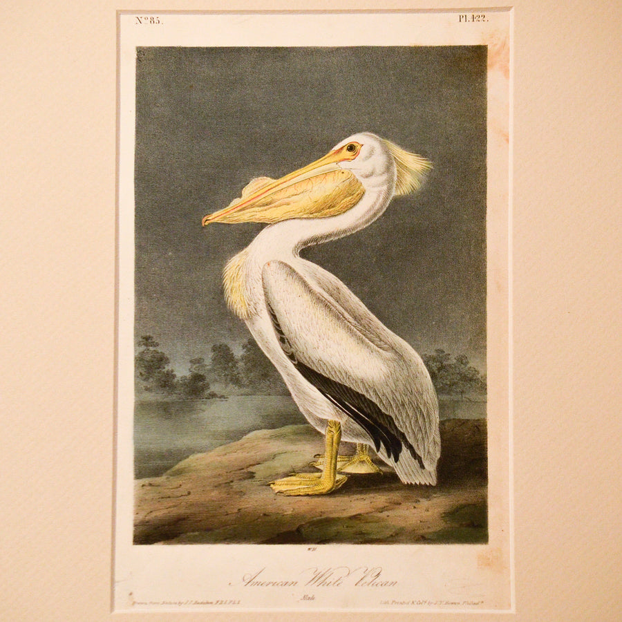 Audubon Birds of America (First Edition Octavo) Rare Birds