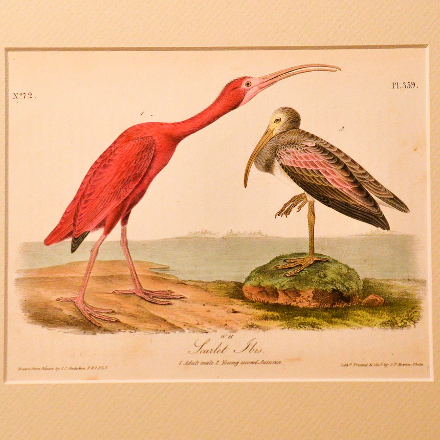 Audubon Birds of America (First Edition Octavo) Rare Birds