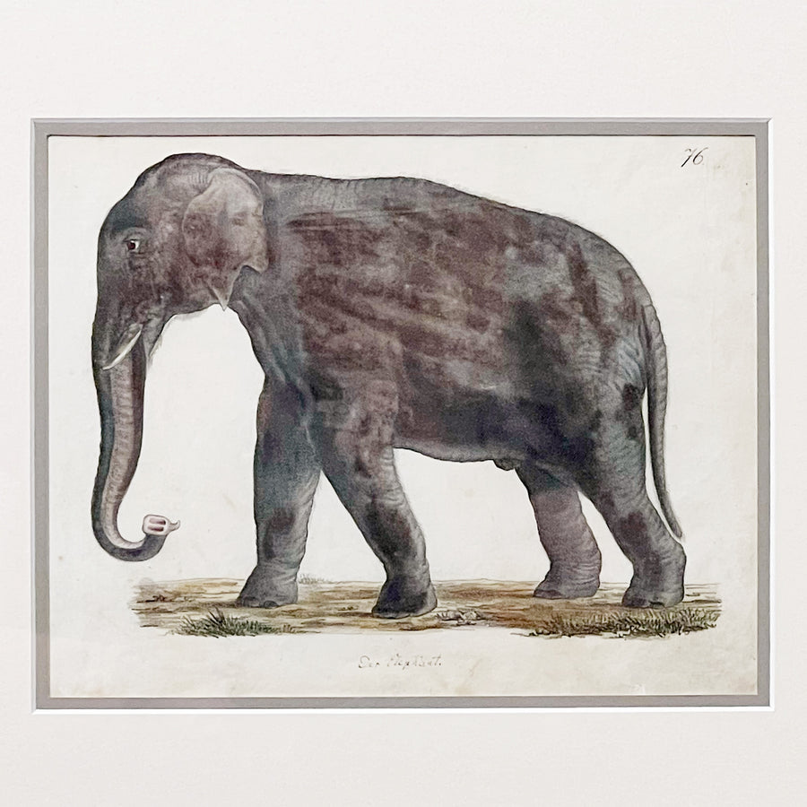 C. 1800s Animal Illustrations Framed 12