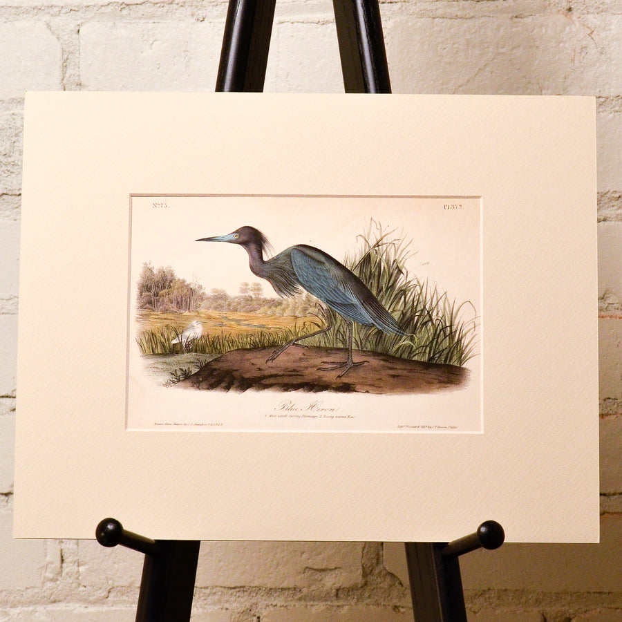 Audubon Birds of America (First Edition Octavo) Rare Birds