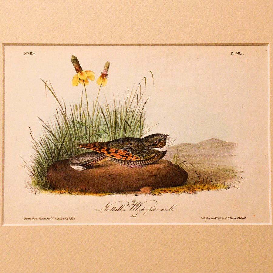 Audubon Birds of America (First Edition Octavo) Game Birds