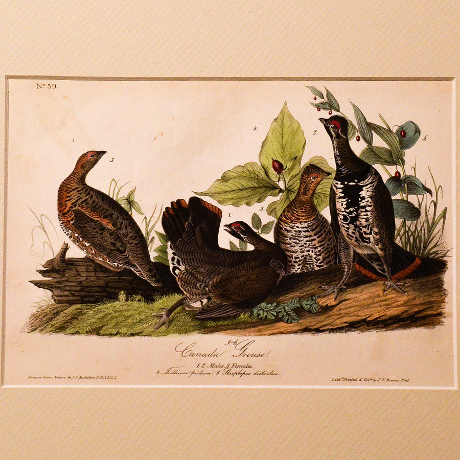 Audubon Birds of America (First Edition Octavo) Game Birds