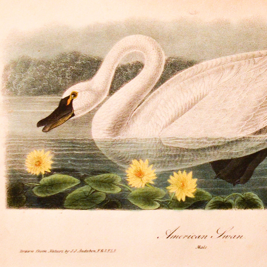 Audubon Birds of America (First Edition Octavo) Rare Birds