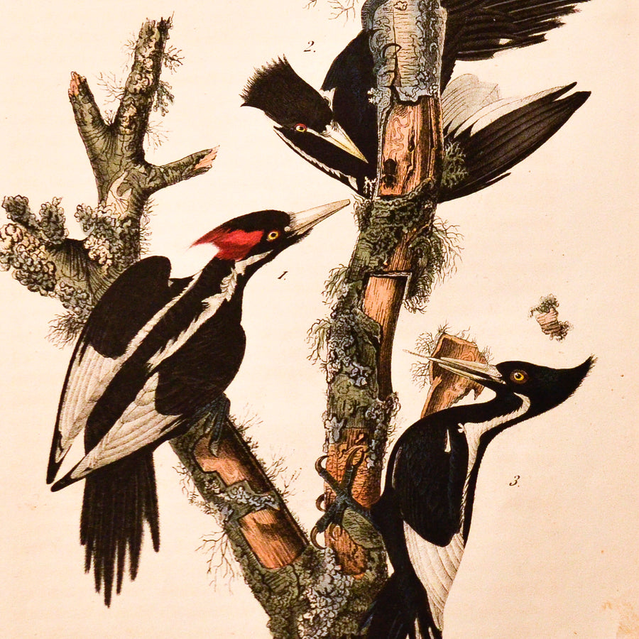 Audubon Birds of America (First Edition Octavo) Rare Birds