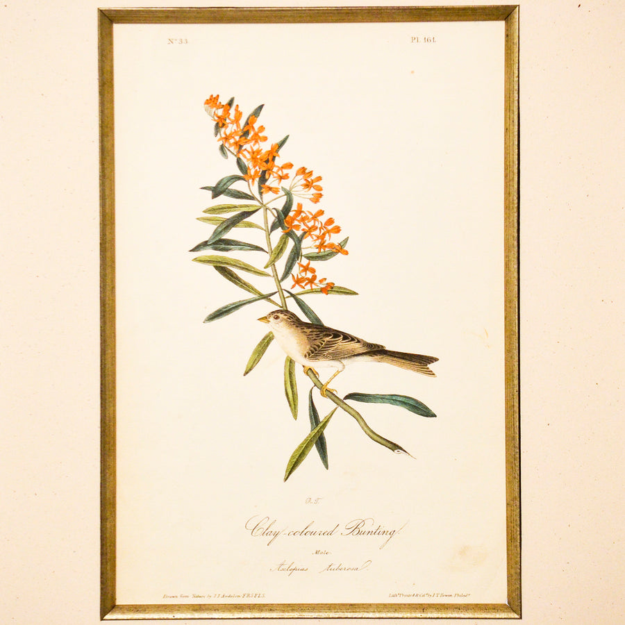 Audubon Birds of America 161 Clay-coloured Bunting