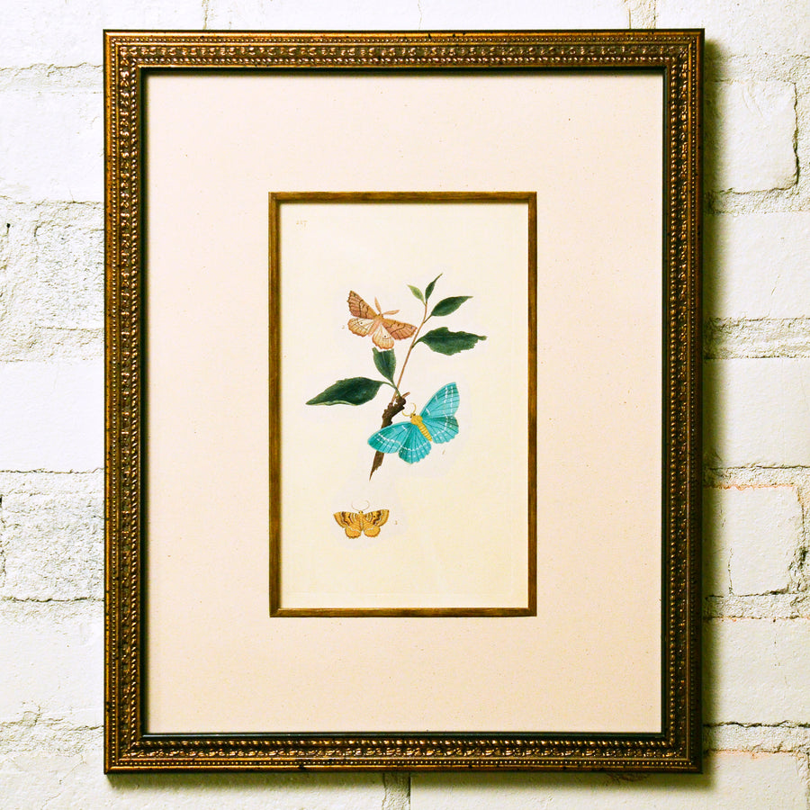 Donovan Natural History of British Insects Collection 2 Framed 18