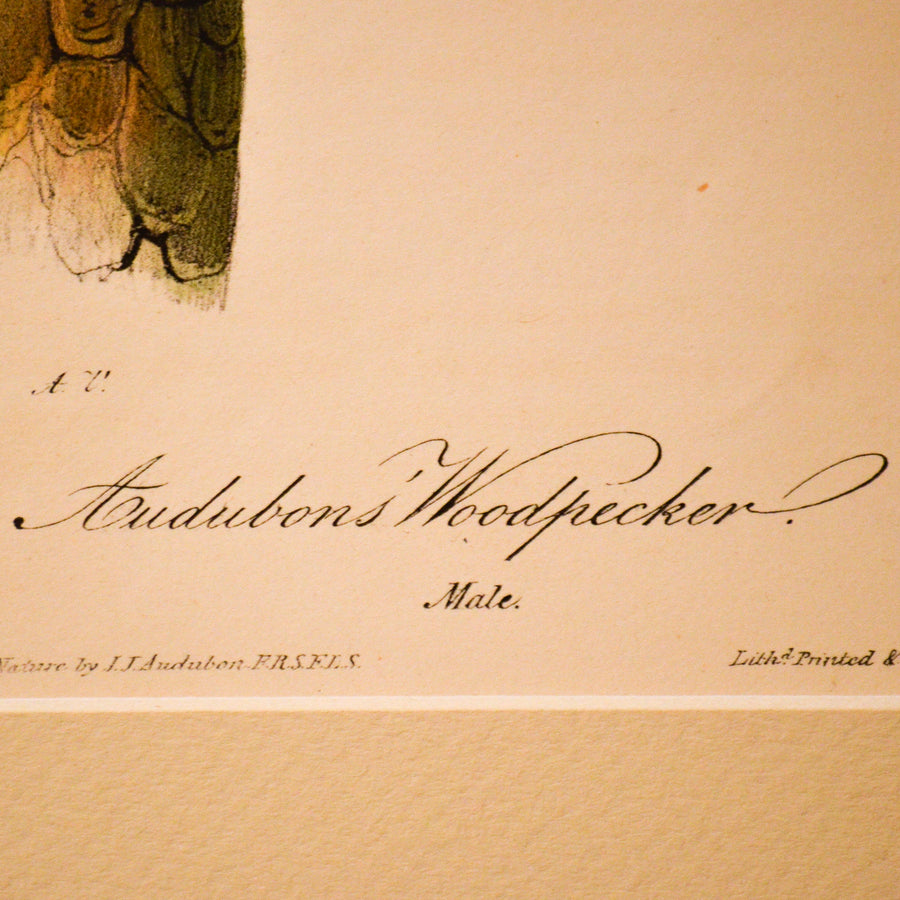 Audubon Birds of America (First Edition Octavo) Rare Birds
