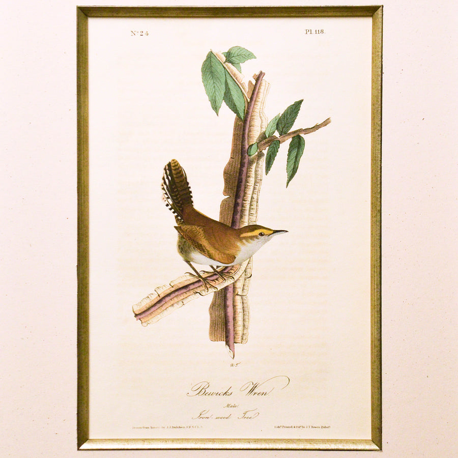 Audubon Birds of America 118 Bewick's Wren