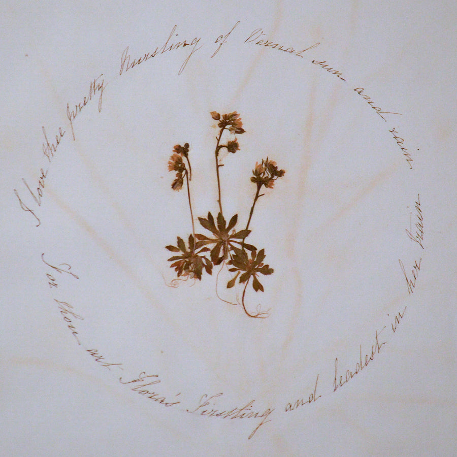 19th Century Pressed Flowers Matted 2