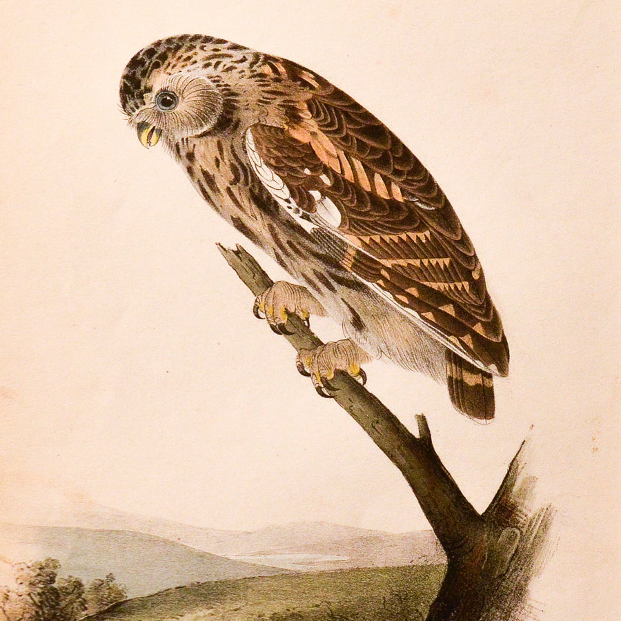 Audubon Birds of America (First Edition Octavo) Rare Birds