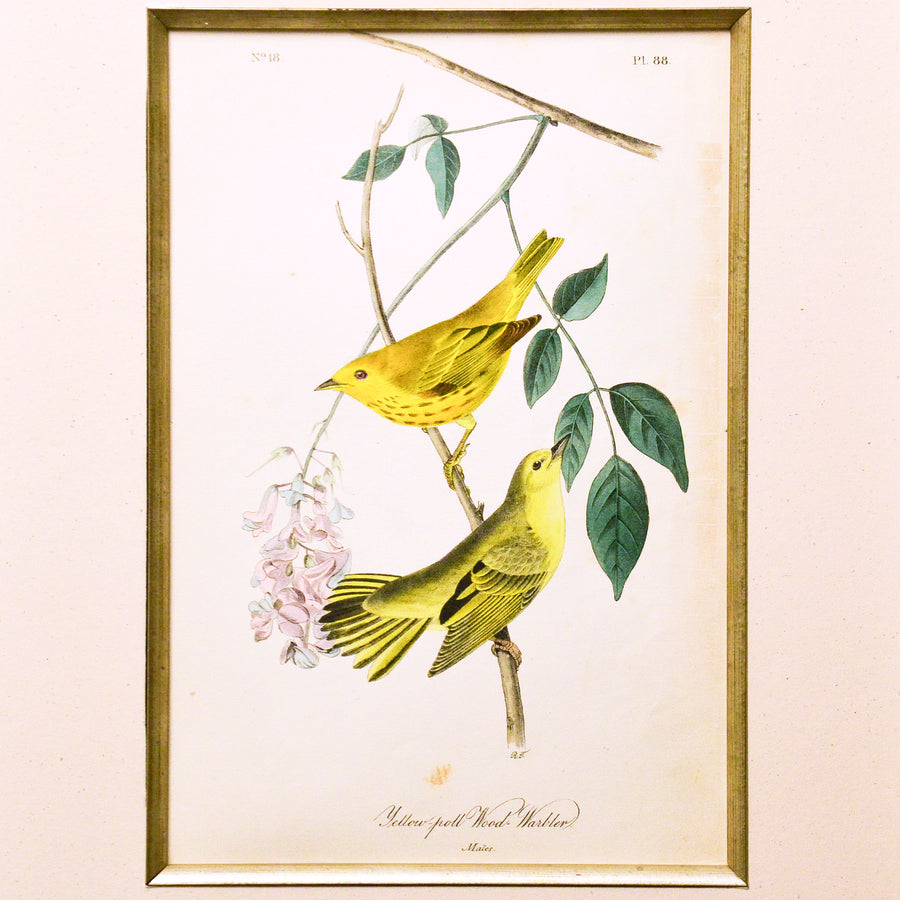 Audubon Birds of America 88 Yellow-poll Wood Warbler