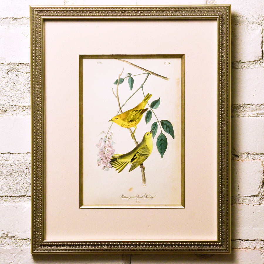 Audubon Birds of America 88 Yellow-poll Wood Warbler